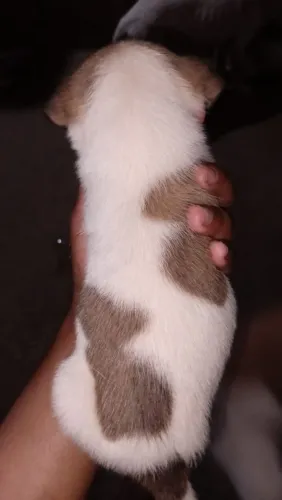 Doação de cachorros vira lata 