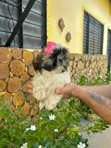 shitzu fêmea tricolor 