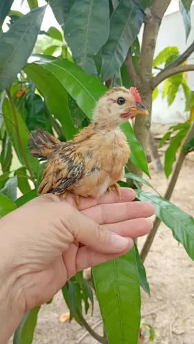 Pintinho serama 2 meses só macho 