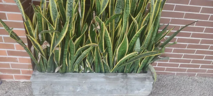 02 Jarros horizontais e 02 redondos já com plantas