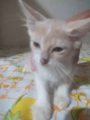 Doa gatinhos. 