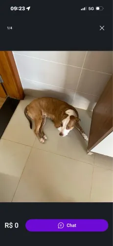Doação de cachorra fêmea