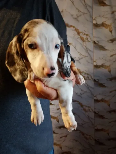Daschund famoso salsichinha Fêmeas e Machos 