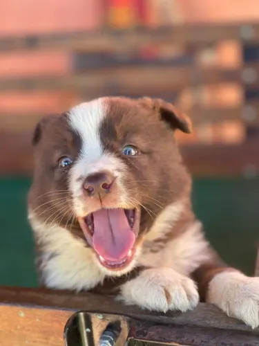 Border Collie - Seu cão obediente