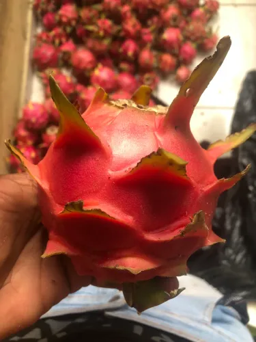 Pitaya 