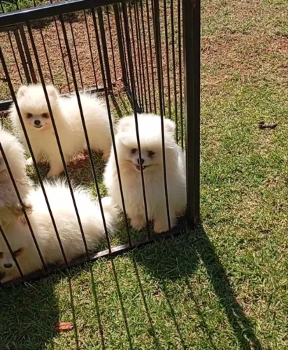 Macho spitz filhote