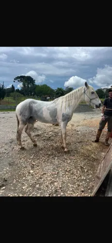 Égua mansa pra criança