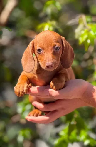 Cofap Dachshund Basset salsicha filhote