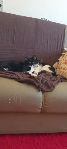 Doa se esses gatinhos
