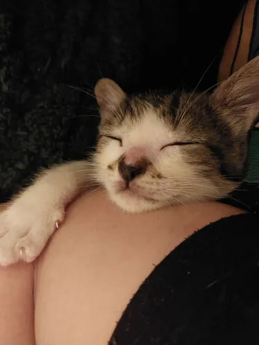 Gato filhote para adoção