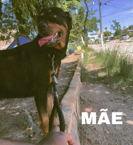 Filhotes de Rottweiler