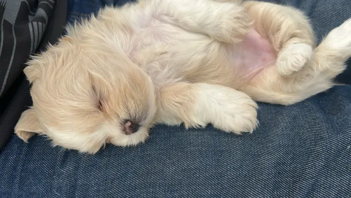 Filhotes shih tzu
