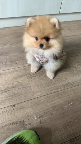 Estou Doando Meu Lulu da Pomerânia