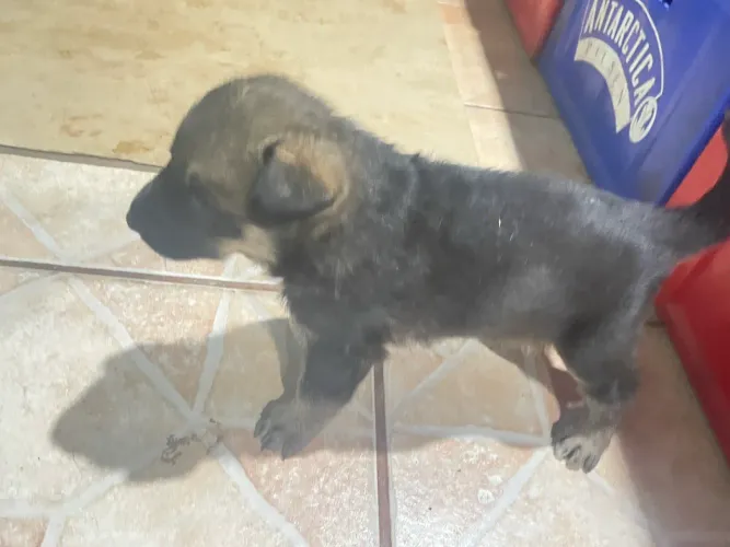 Cachorro