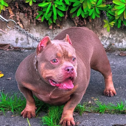 América bully