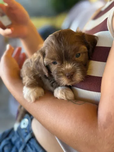 Cachorro Shih Tzu filhote 
