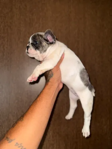 Bulldog francês 