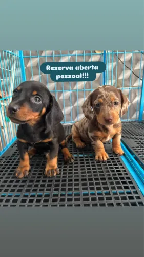 Dachshund alto padrão!!! Famosos salsichinhas 