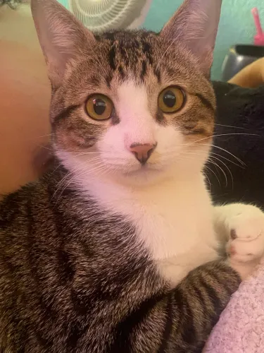 Gato 