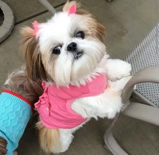 Seu amiguinho de quatro patas de Shih Tzu!!! 