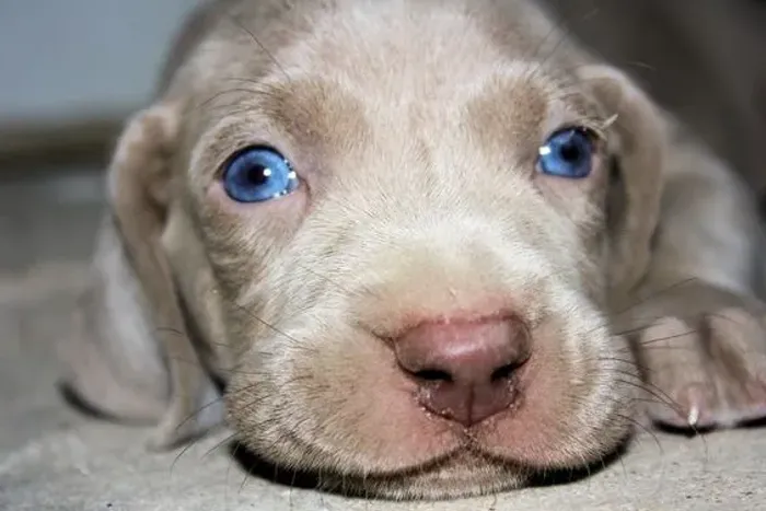 Weimaraner Filhotes de olhos azuis