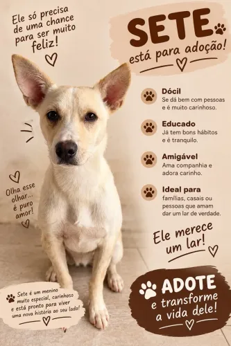 Doação de cachorro - Filhote Macho, educado, carinhoso e brincalhão