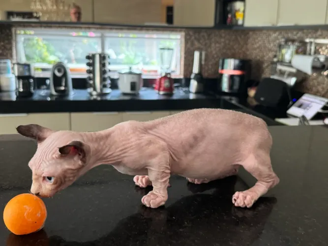Lindo gato Sphynx (Bambino)