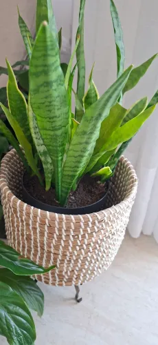 Planta Espada de São Jorge