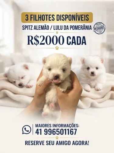 Lulu da pomerania filhote