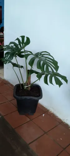 Costela-de-Adão (Monstera deliciosa)