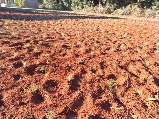 Grama Esmeralda Produto Premium Sem Atravessador 
