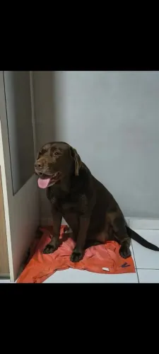 Fêmea de labrador cruza