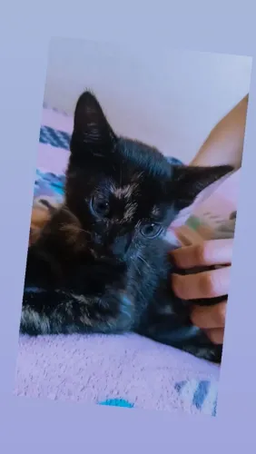 Gatos 