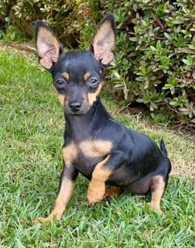 Pinscher miniatura 
