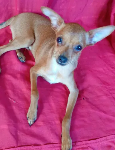 Lindo Cachorrinho Pincher n 1 disponível