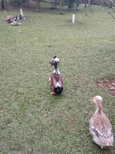 Ovos de marreco rouem misto com pompom e sem pompom 