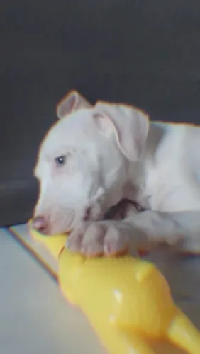 Filhote Pitt bul macho 