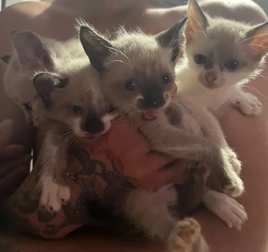 Doa-se gatinhos