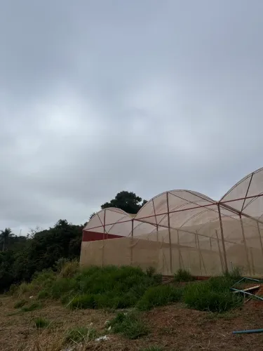 Estufa Agrícola