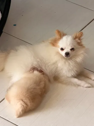Lulu da pomerania mini