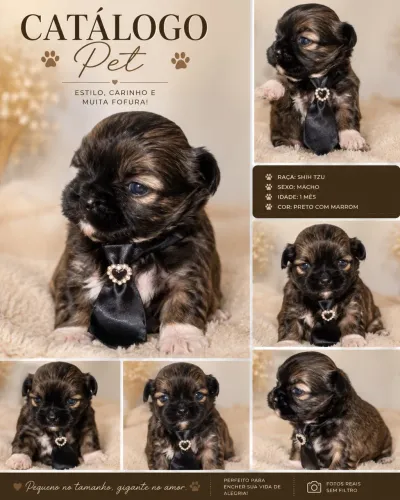 Shih Tzu