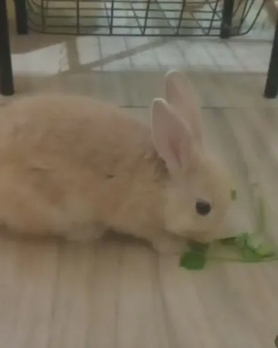Vendo um Coelho filhote