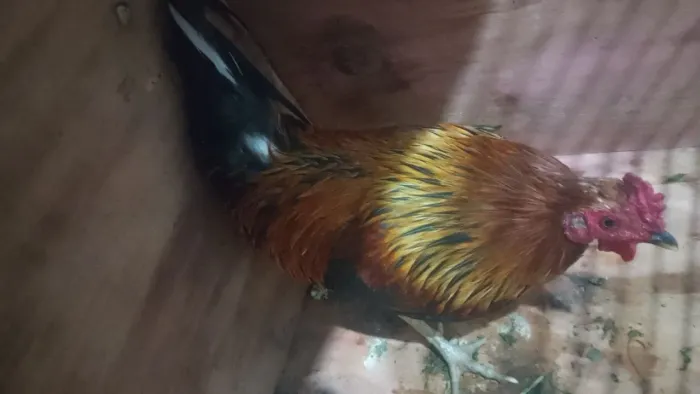 Galo