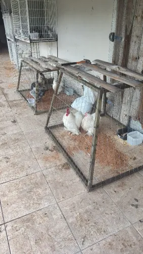 Mini cochim bcos