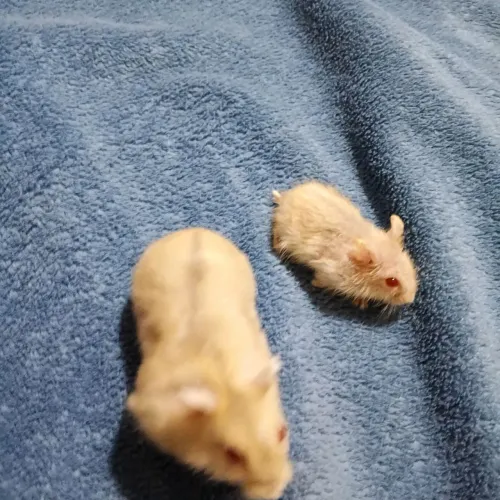 Hamster anão russo