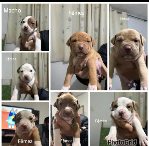 Filhotes APBT - Pit Bull ORIGINAL