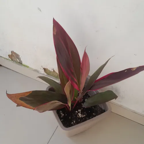 Jarro com planta ráfia. 