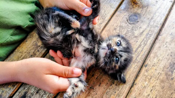 Filhote de gatinhos