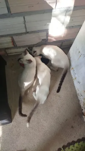 Estou doando esse gatinhos