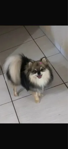 Vendo fêmea um ano e seis meses
